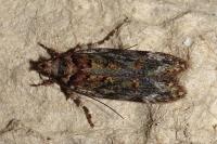Psoricoptera gibbosella