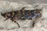 Psoricoptera gibbosella