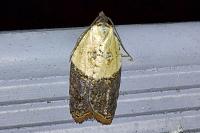 Acleris variegana