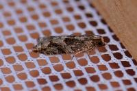 Rhopobota naevana