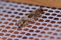Rhopobota naevana