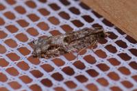 Rhopobota naevana