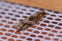Rhopobota naevana