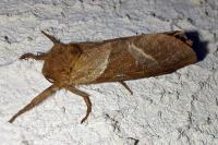 Triodia sylvina