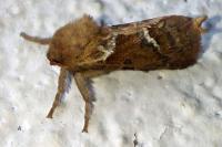 Triodia sylvina