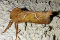 Triodia sylvina