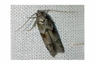 Blastobasis glandulella