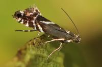 Glyphipterix