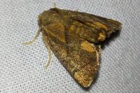 Apoda limacodes
