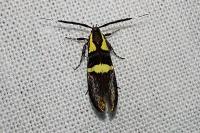 Dasycera oliviella