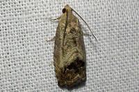 Cydia splendana