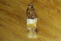 Epinotia festivana