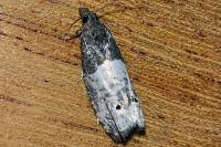 Notocelia roborana