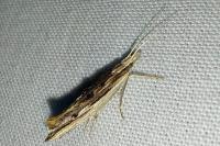 Ypsolopha scabrella