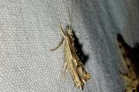 Ypsolopha scabrella