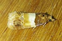 Epinotia festivana