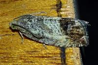 Cydia splendana