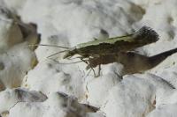 Plutella xylostella