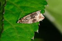 Celypha lacunana
