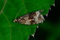 Celypha lacunana