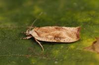 Agonopterix nervosa