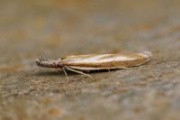 Pleurota honorella