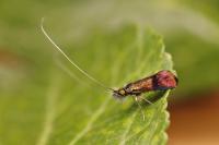 Nemophora albiciliellus