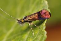 Nemophora albiciliellus