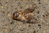 Cossus cossus