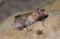 Cossus cossus