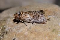 Cossus cossus
