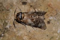 Cossus cossus