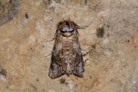 Cossus cossus