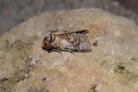 Cossus cossus