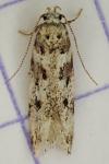 Chionodes electella