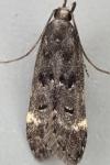 Dichomeris alacella