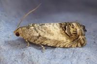 Cydia splendana