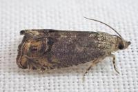 Cydia splendana