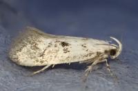 Herrichia excelsella