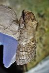 Cossus cossus