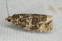 Celypha lacunana