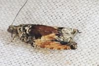 Epinotia nisella