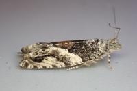 Epinotia nisella