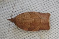 Pandemis heparana