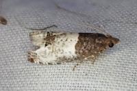 Notocelia roborana