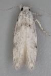 Carpatolechia alburnella