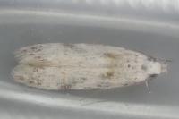 Carpatolechia alburnella