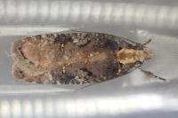 Agonopterix liturosa