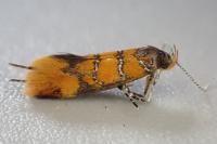 Promalactis procerella