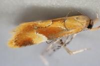 Epicallima formosella